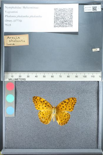 Media type: image;   Entomology 158920